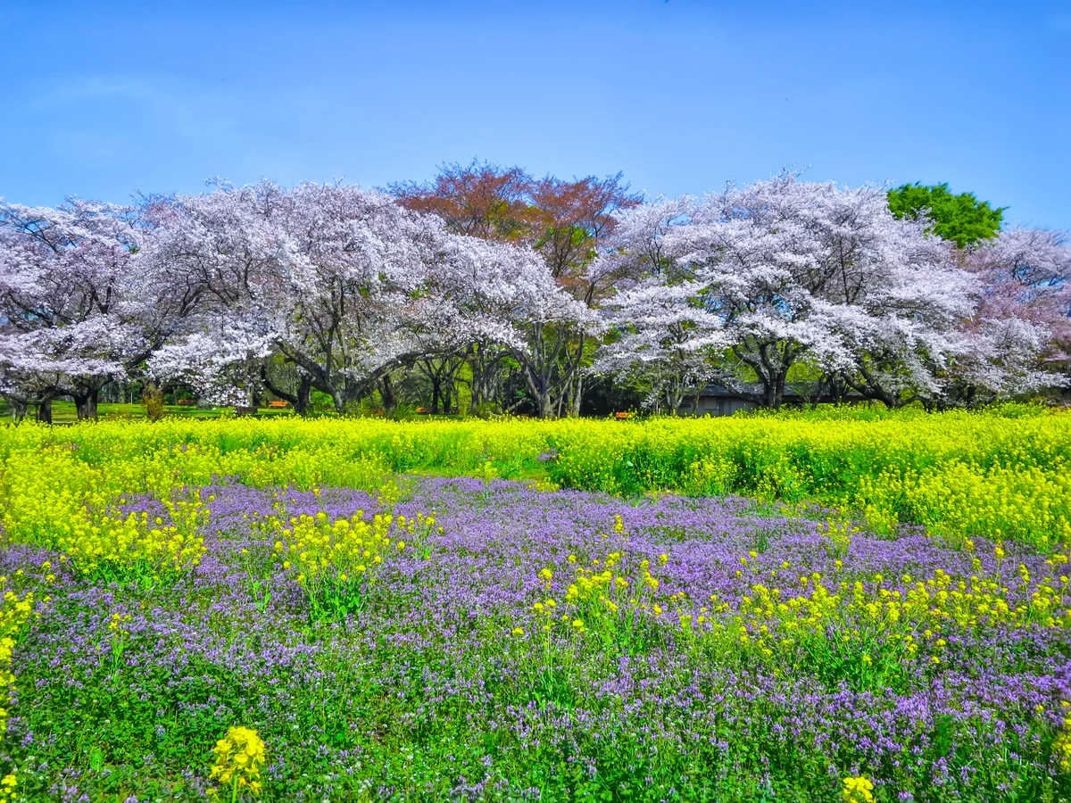 投稿写真：Flower Festival 2023~桜と菜の花