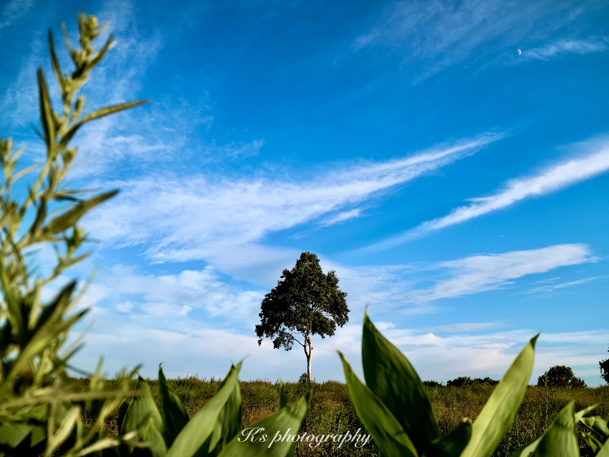 投稿写真：名もなき一本木