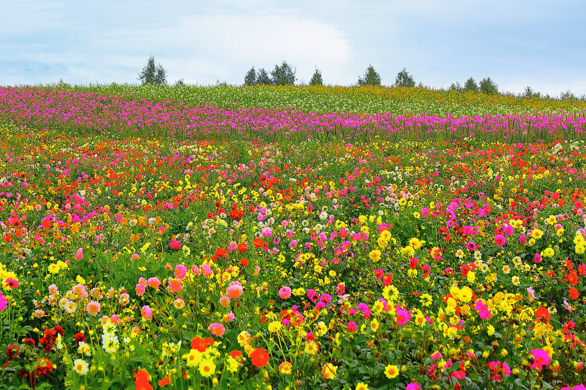 投稿写真：秋色の花達の競演