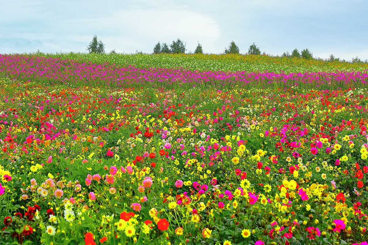 投稿写真：秋色の花達の競演