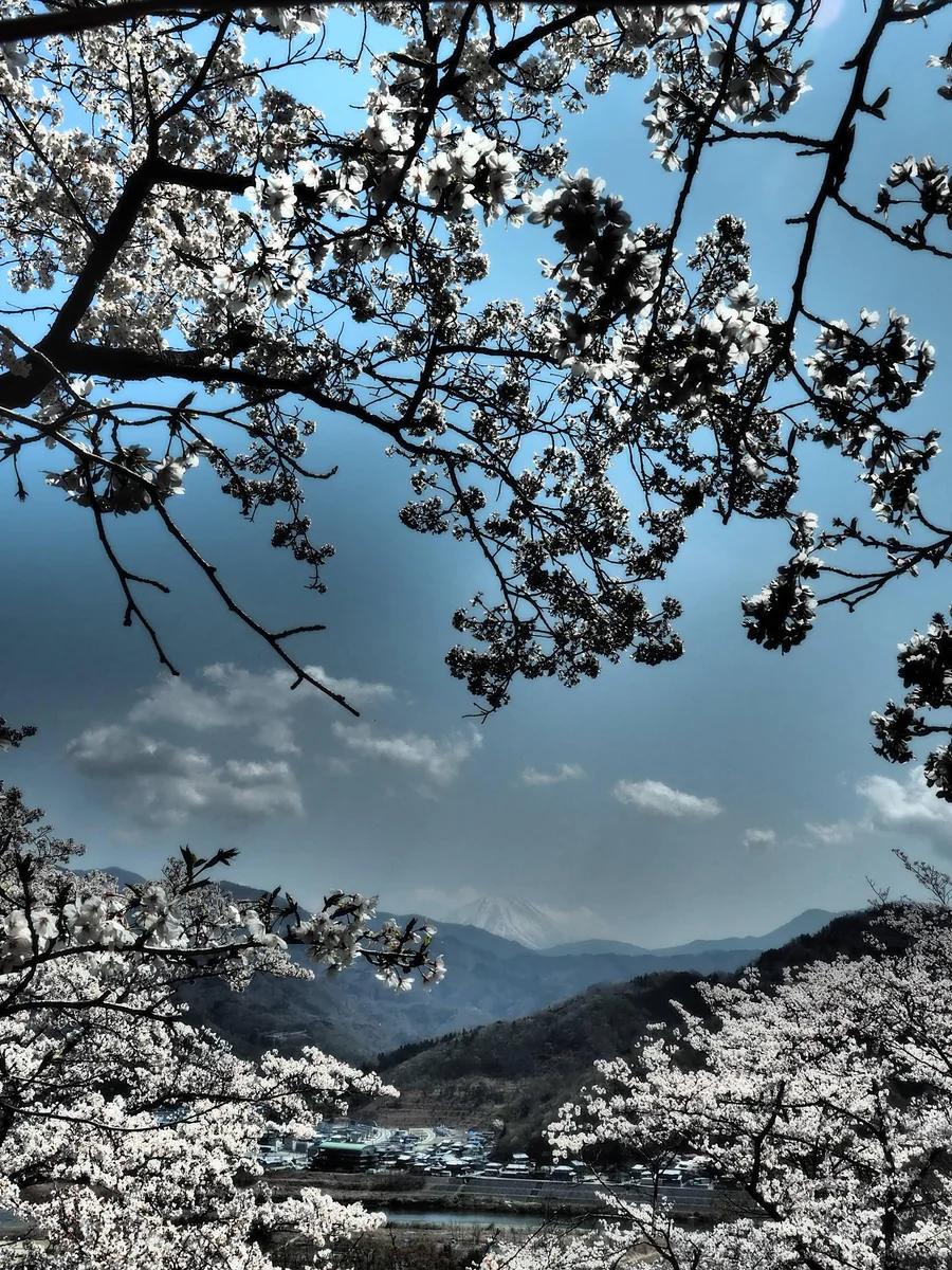 投稿写真：大法師公園の桜