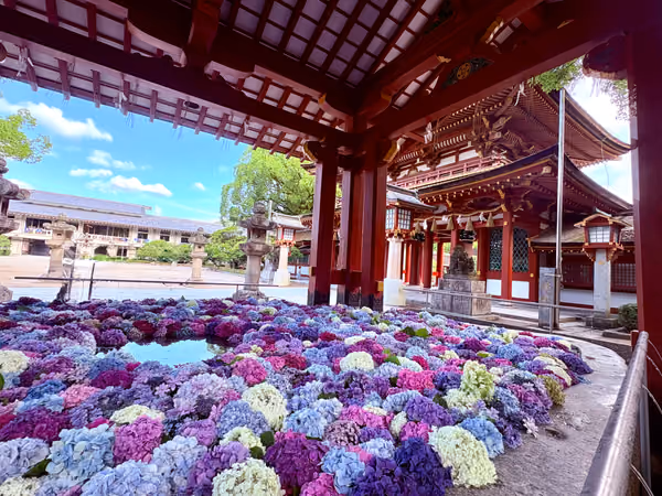 投稿：太宰府天満宮 紫陽花の花手水