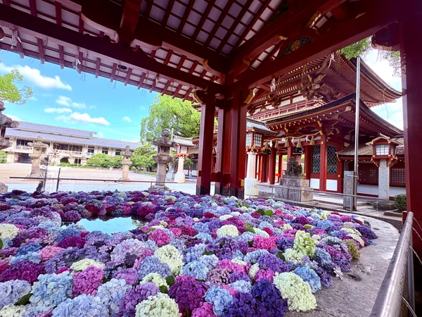 投稿：太宰府天満宮 紫陽花の花手水