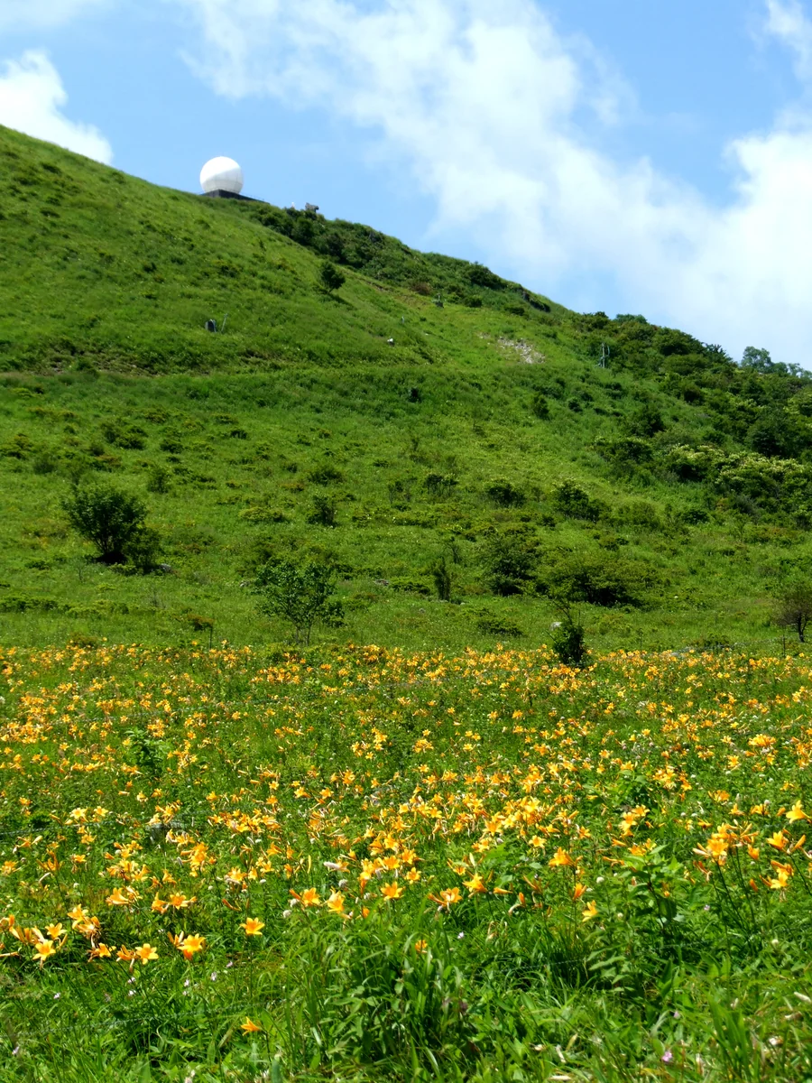 投稿写真：霧ケ峰の盛夏(ニッコウキスゲの乱舞と気象レーダー）