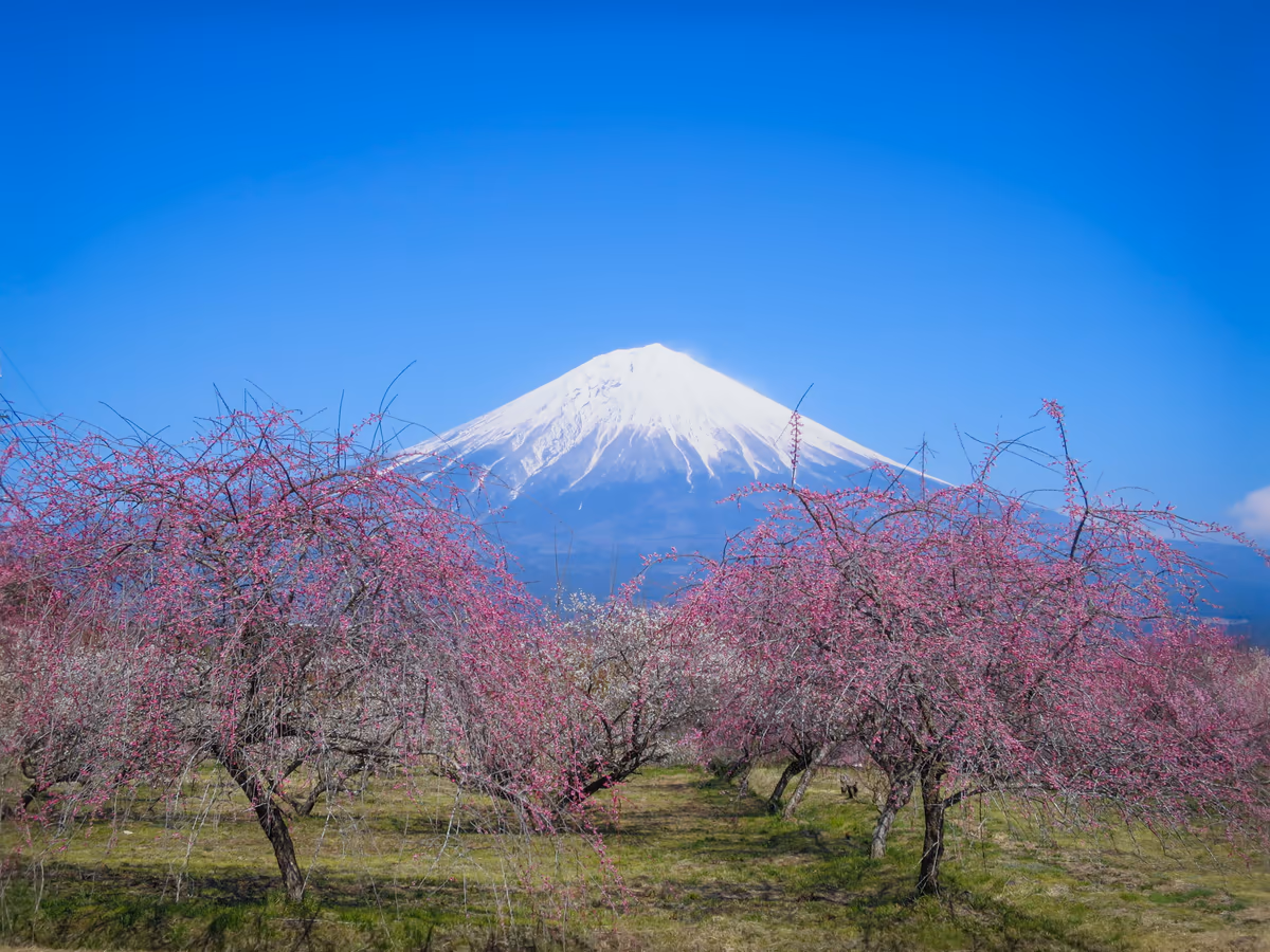 投稿写真：紅白の梅林と化粧直しした富士山