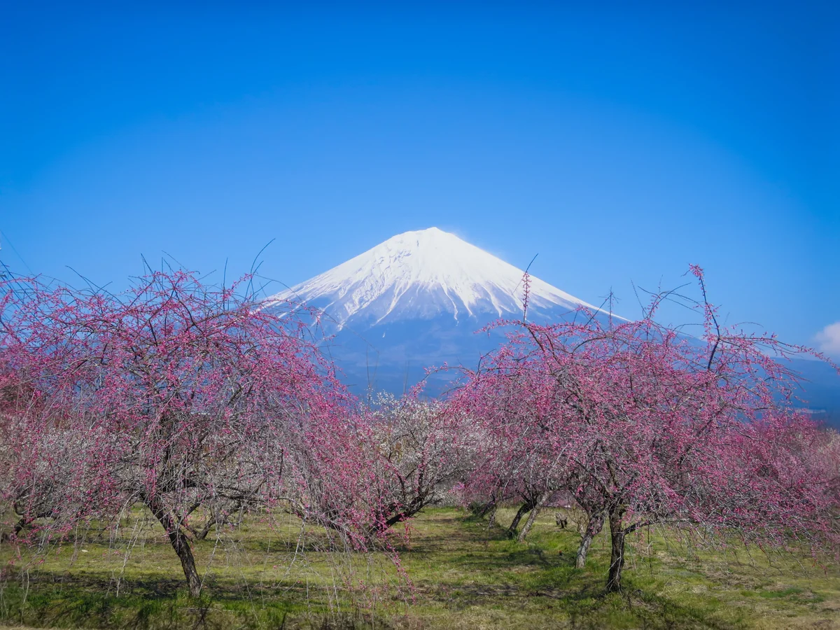投稿写真：紅白の梅林と化粧直しした富士山