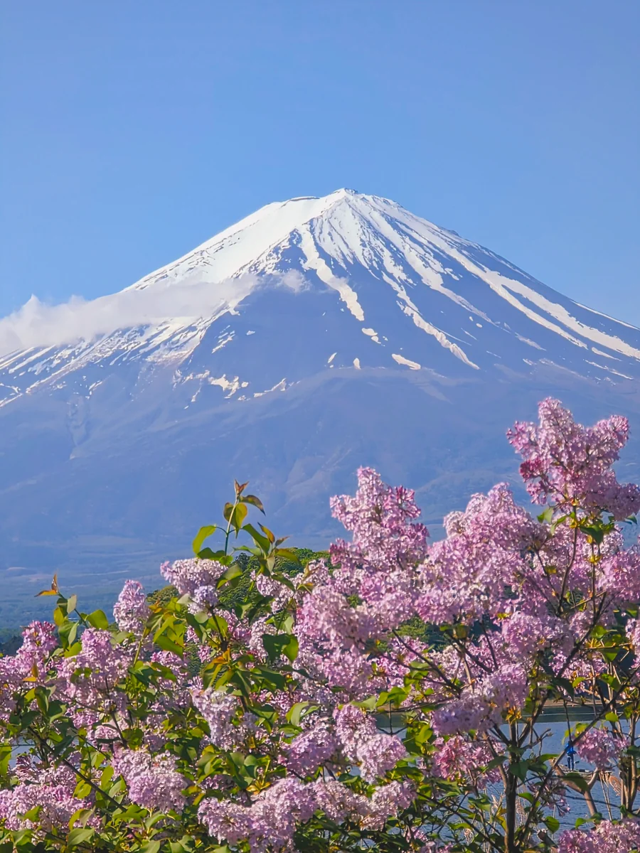 投稿写真：河口湖大石公園