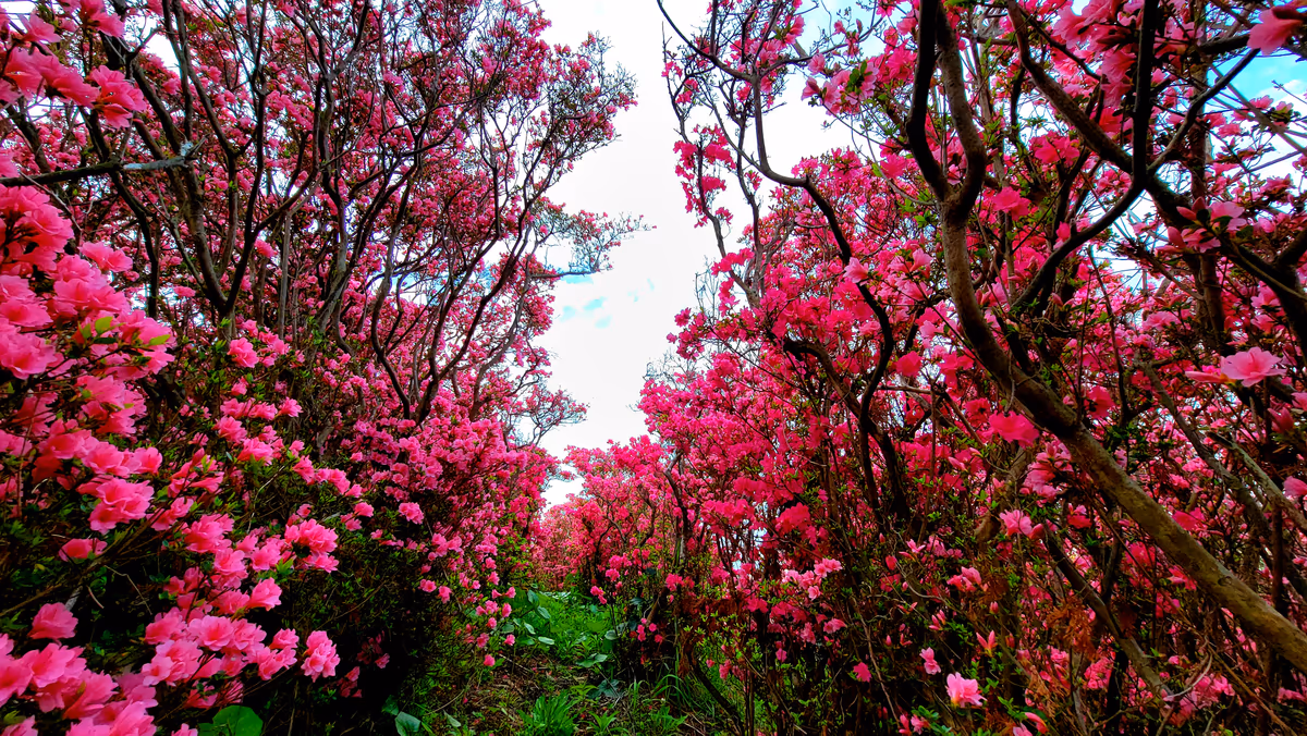 投稿写真：つつじの森