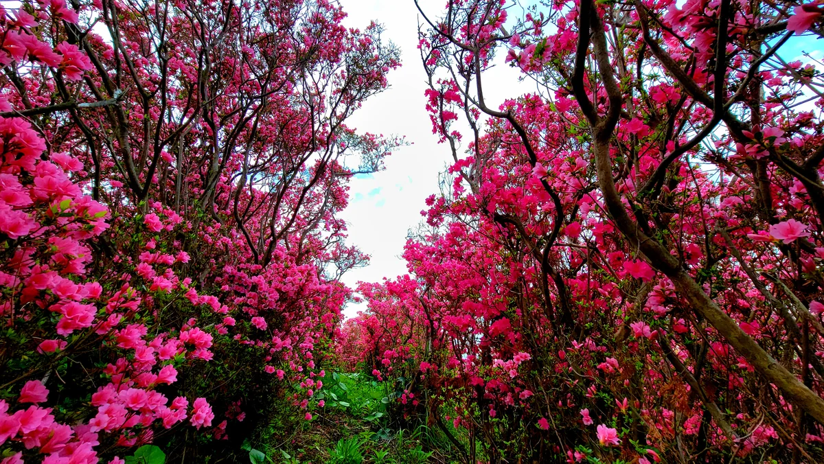 投稿写真：つつじの森