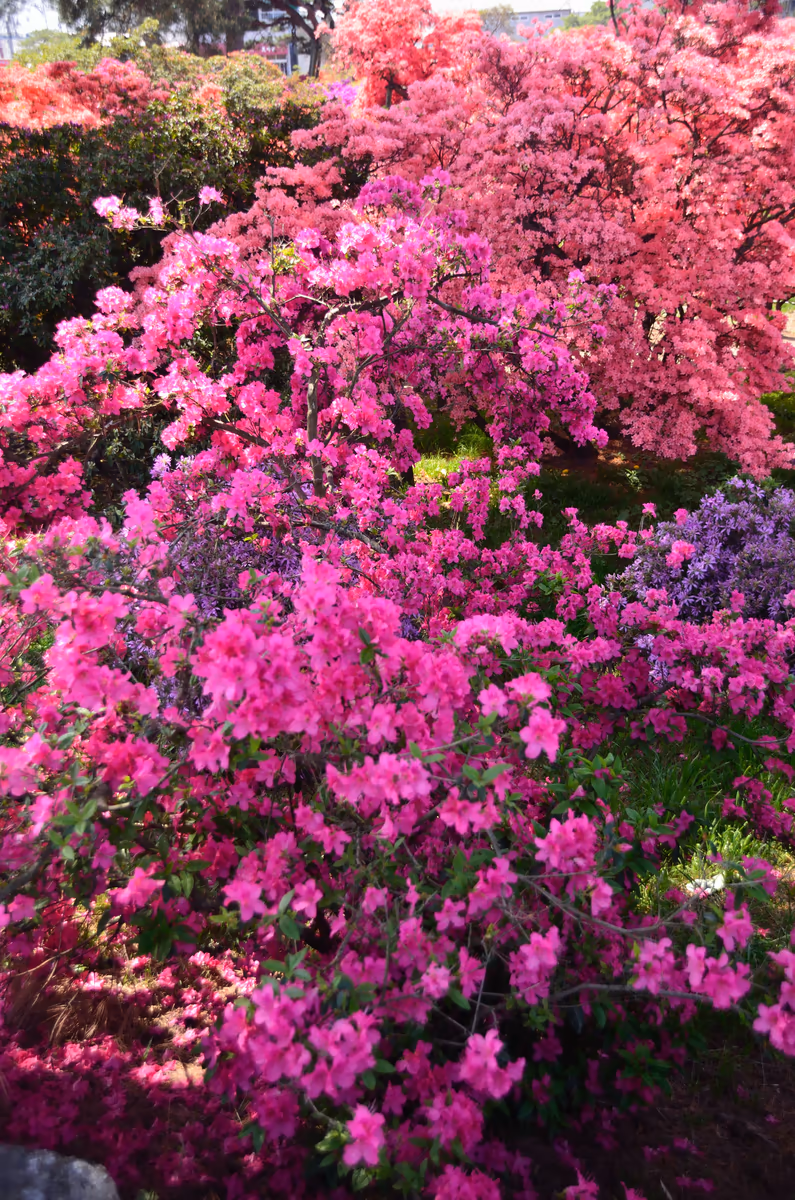 投稿写真：鮮烈の印象　躑躅