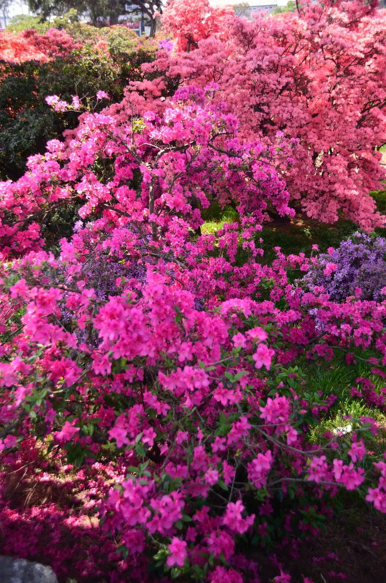 投稿写真：鮮烈の印象　躑躅