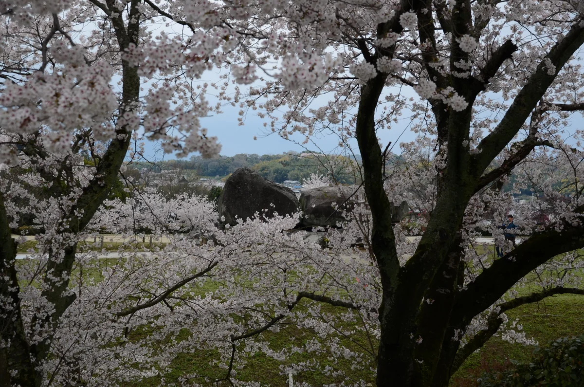 投稿写真：石舞台古墳と桜