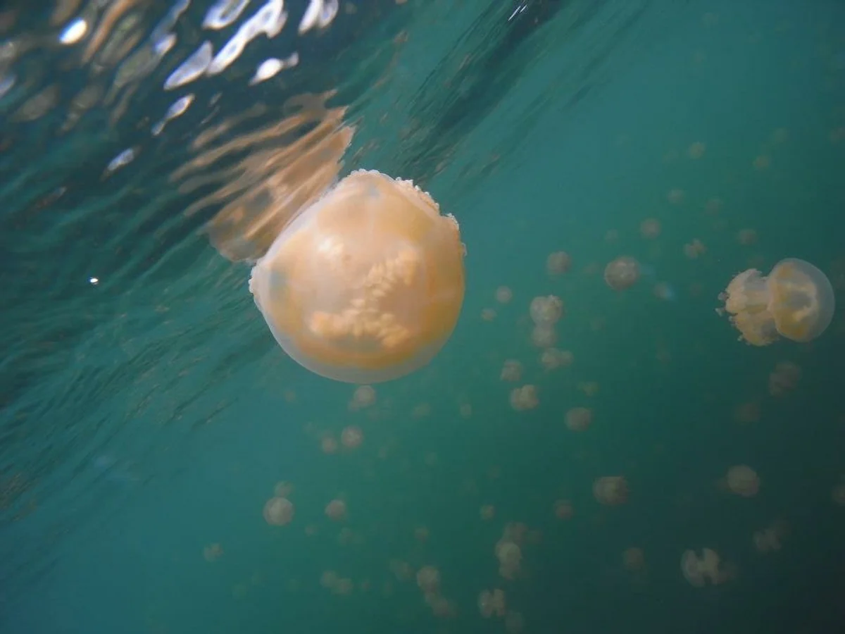 投稿写真：ふわふわぽよぽよ