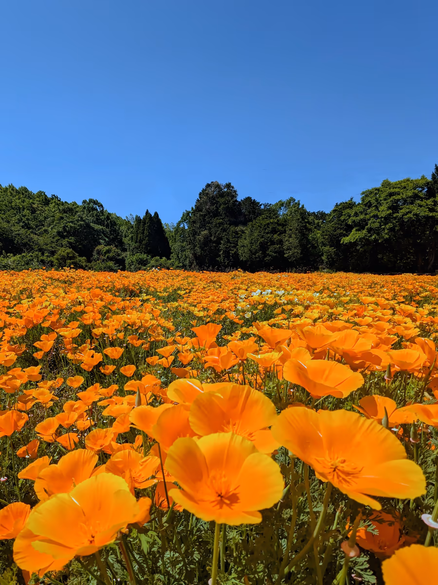 投稿写真：おかばる花公園のハナビシソウ