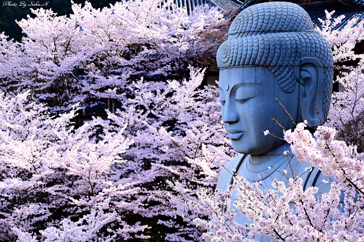 投稿写真：桜大仏