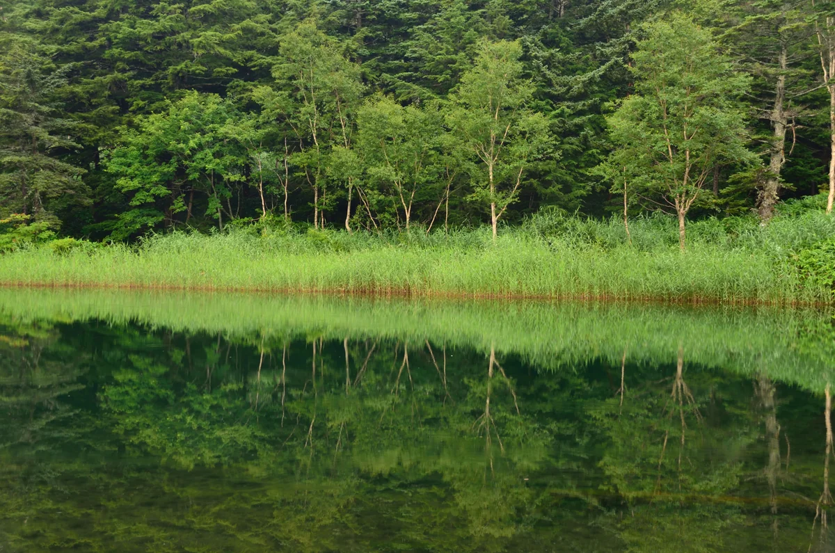 投稿写真：緑映