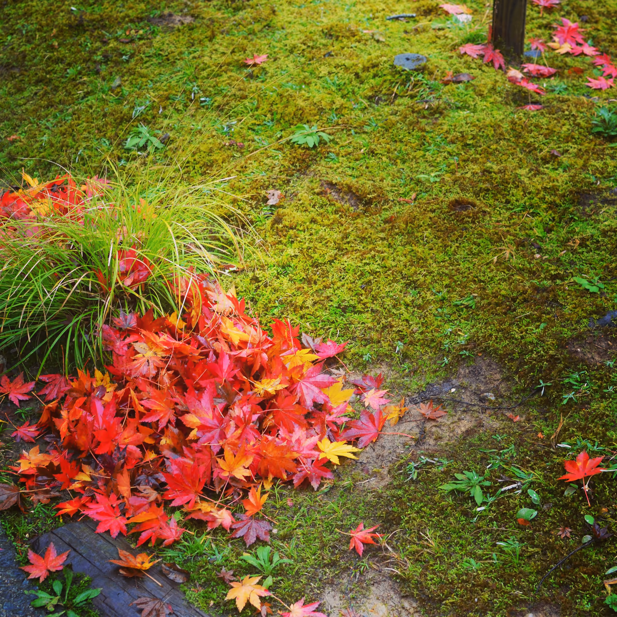 投稿写真：紅葉と雨