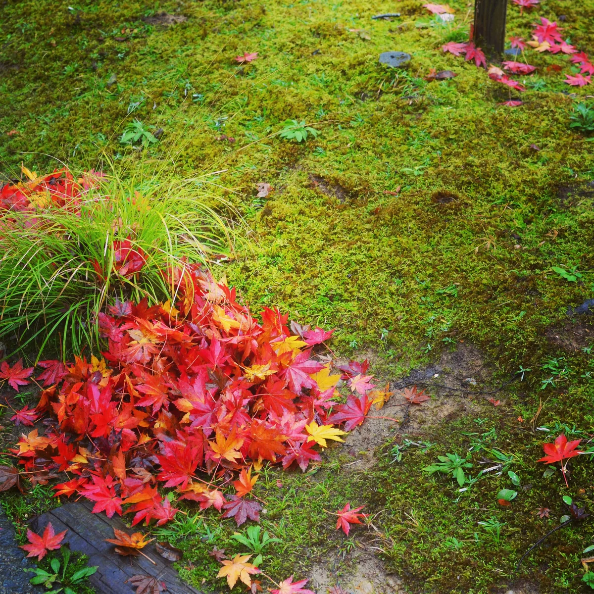 投稿写真：紅葉と雨