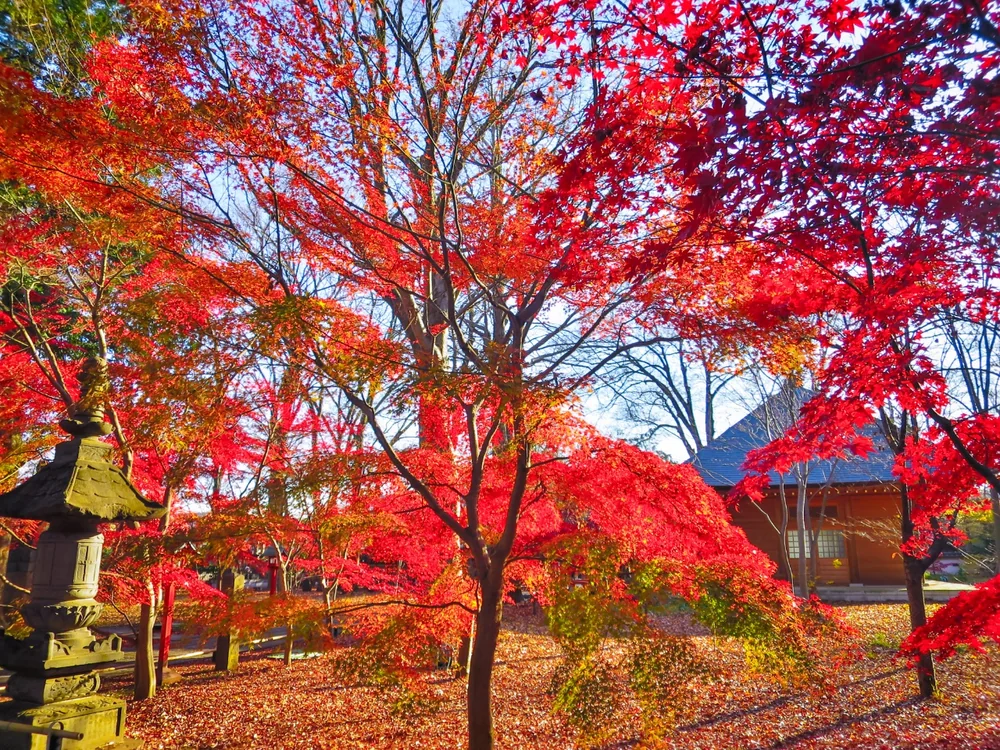 投稿写真：見納めの紅葉