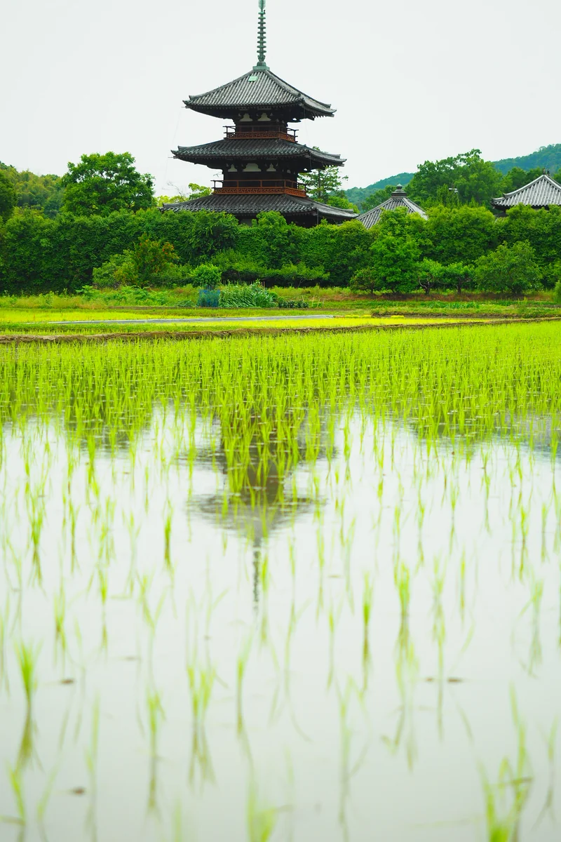 投稿写真：法起寺　田植え後