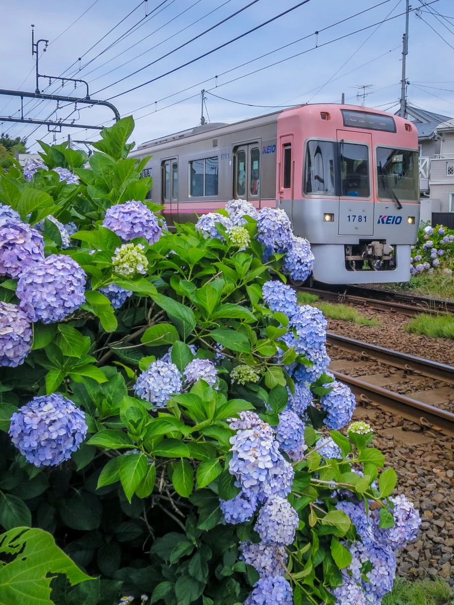 投稿写真：井の頭線とあじさい