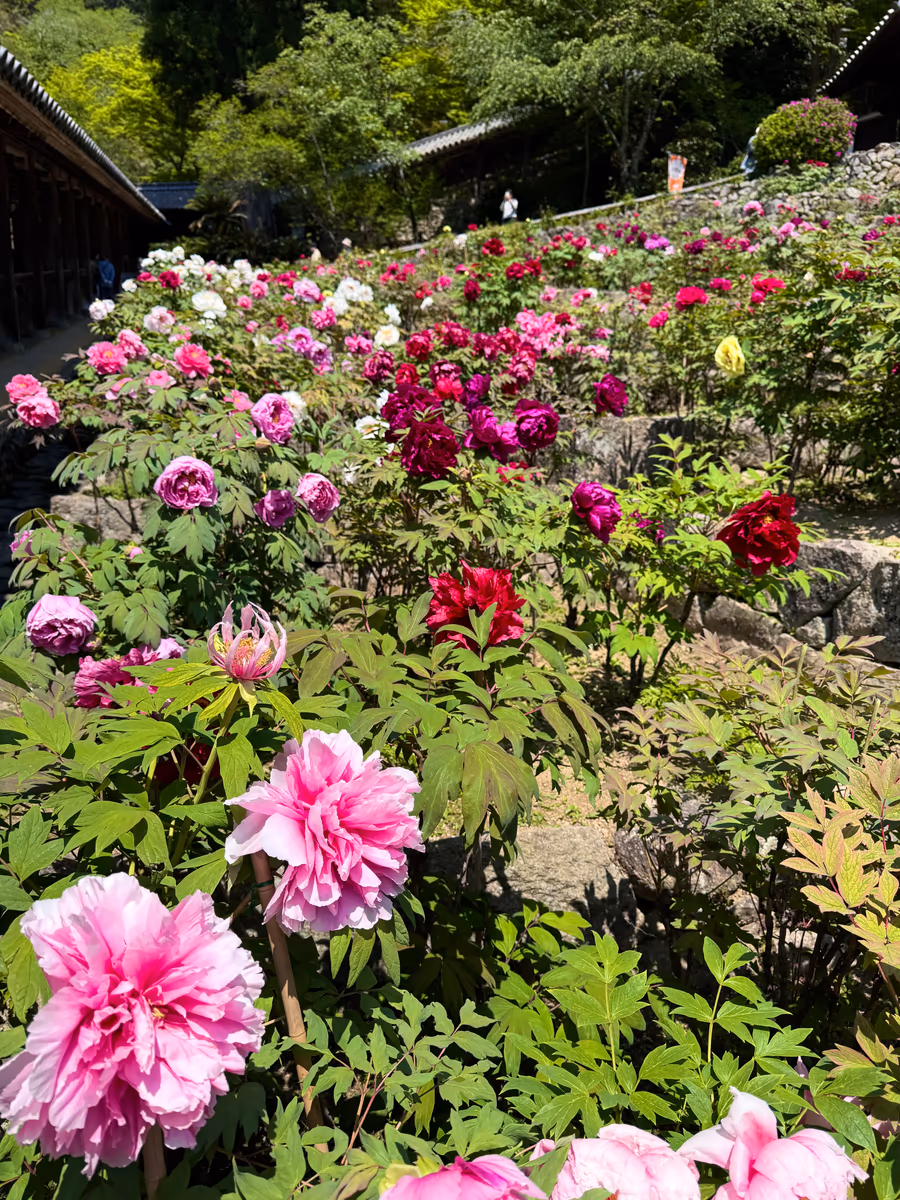 投稿写真：牡丹満開 花の御寺 長谷寺