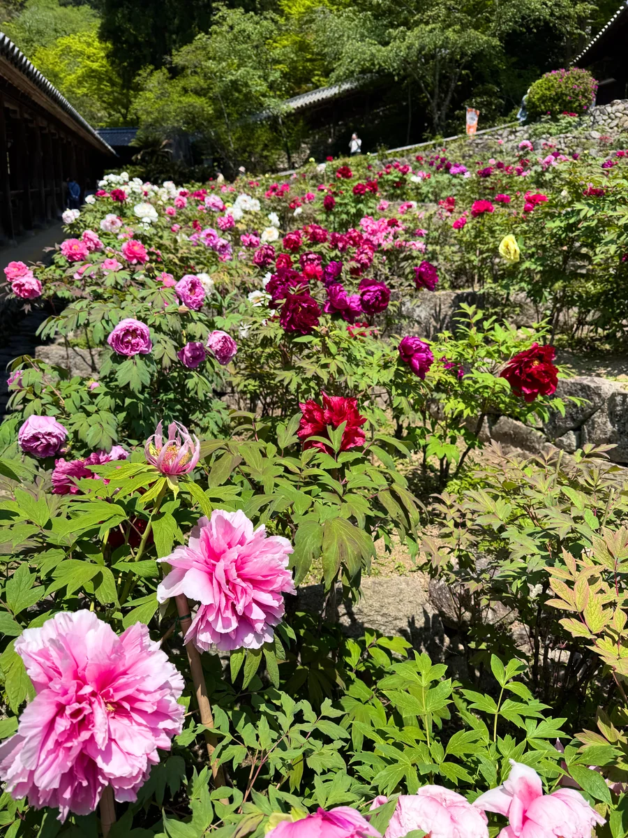 投稿写真：牡丹満開 花の御寺 長谷寺