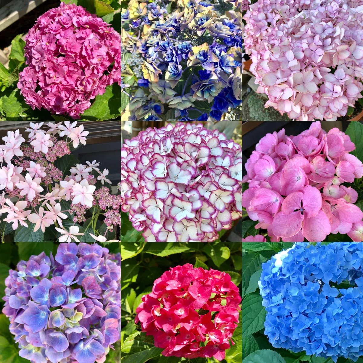 投稿写真：あじさいのパッチワーク🎵