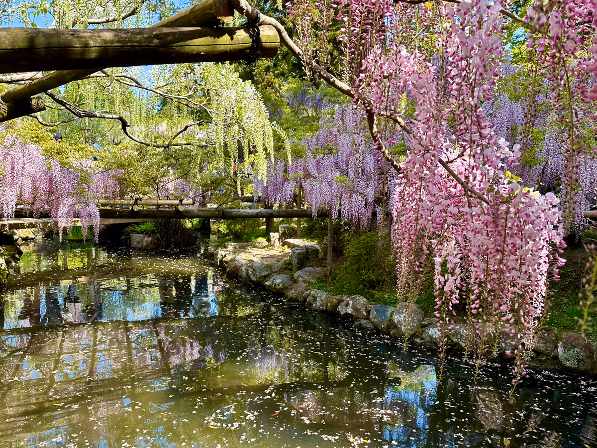 投稿写真：萬葉植物園
