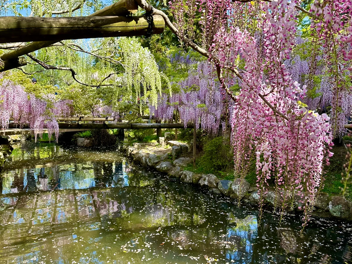 投稿写真：萬葉植物園