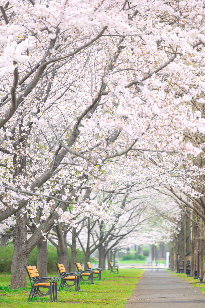 投稿写真：舎人、桜のトンネル