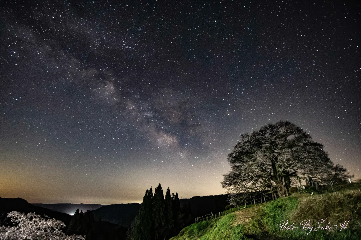 投稿写真：圧巻の醍醐桜