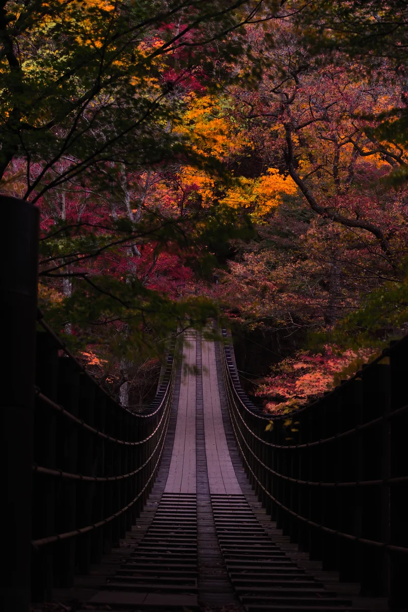 投稿写真：彩道