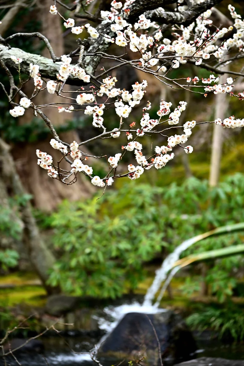 投稿写真：春の足音