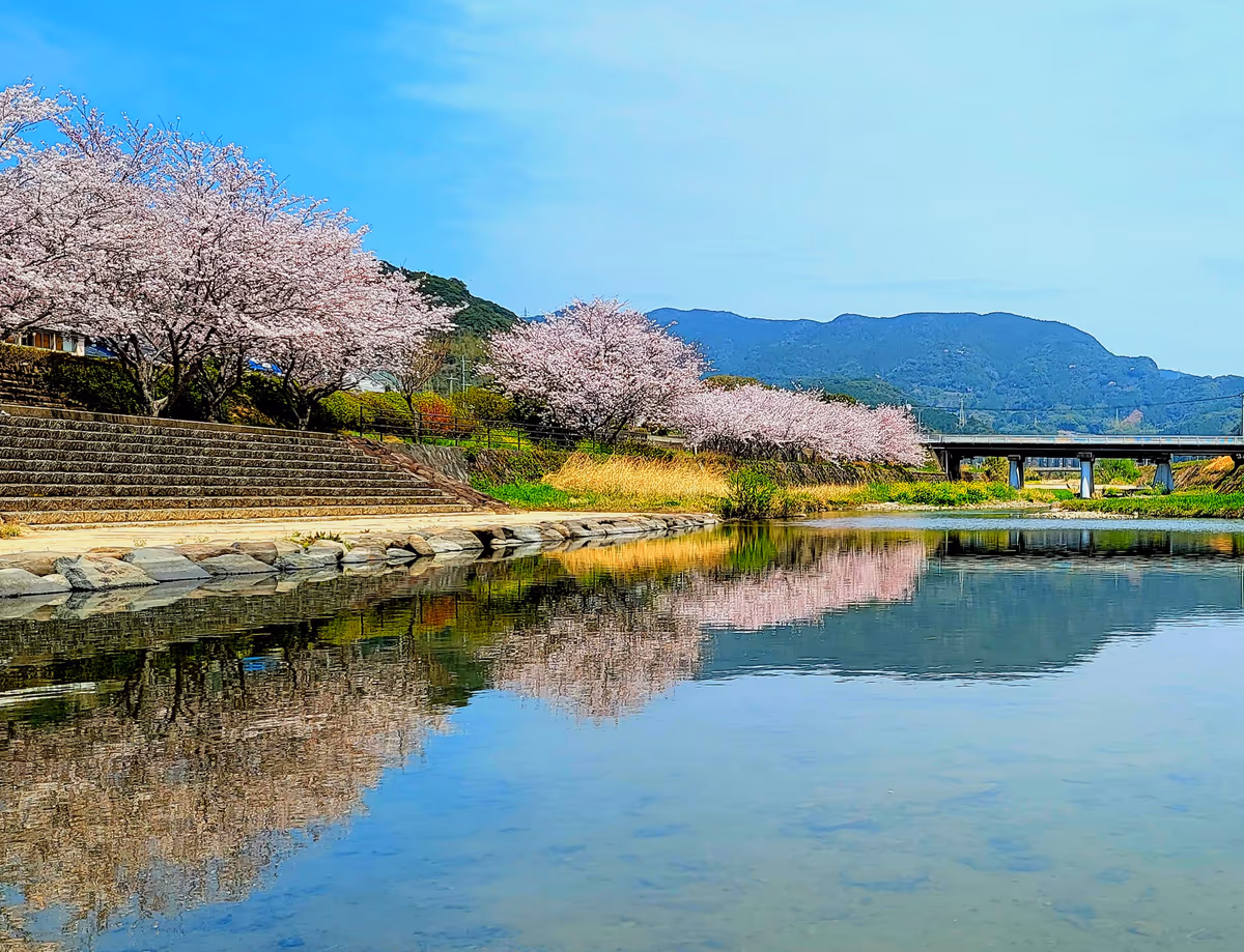 投稿写真：超ピンク色の桜並木