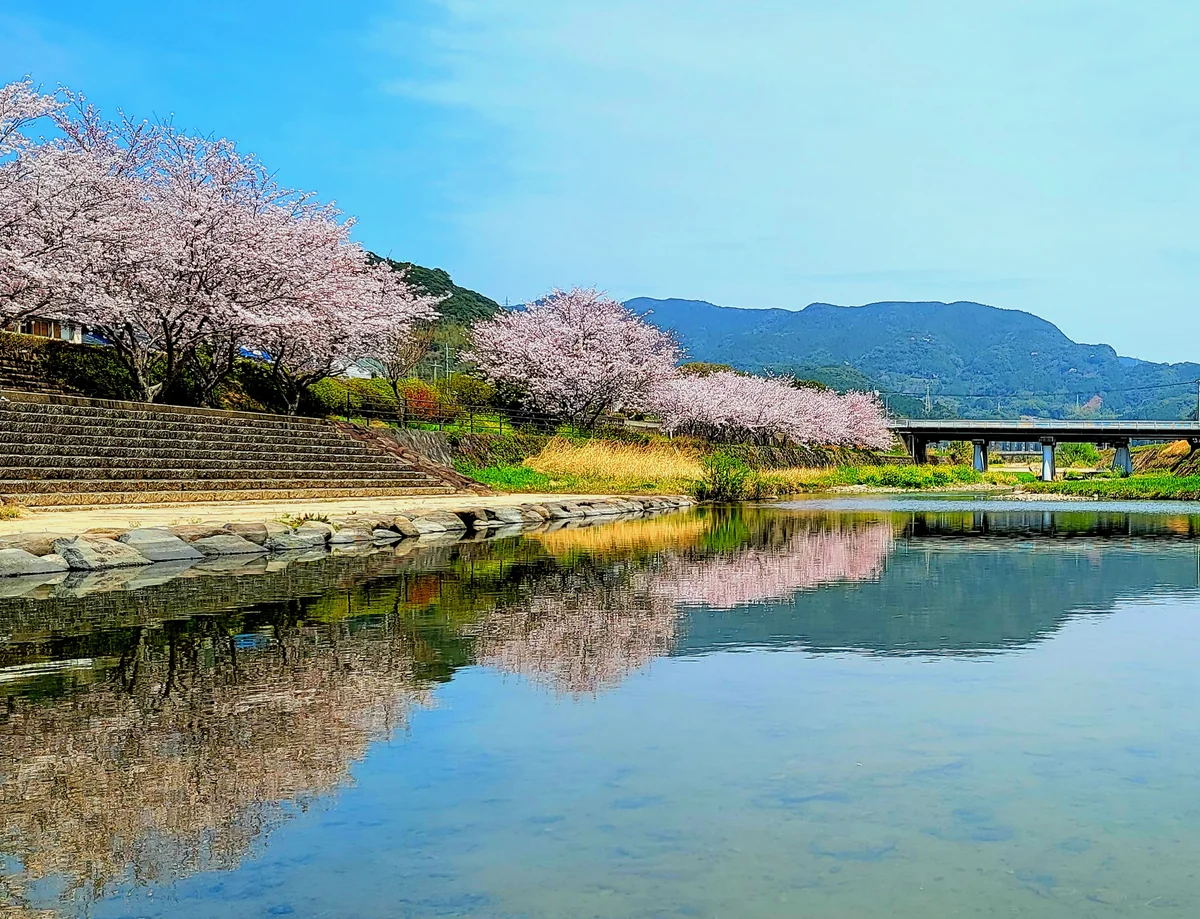 投稿写真：超ピンク色の桜並木