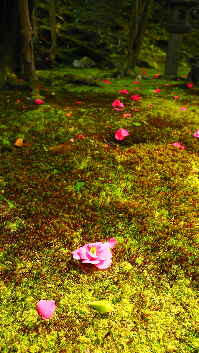 投稿写真：椿の庭