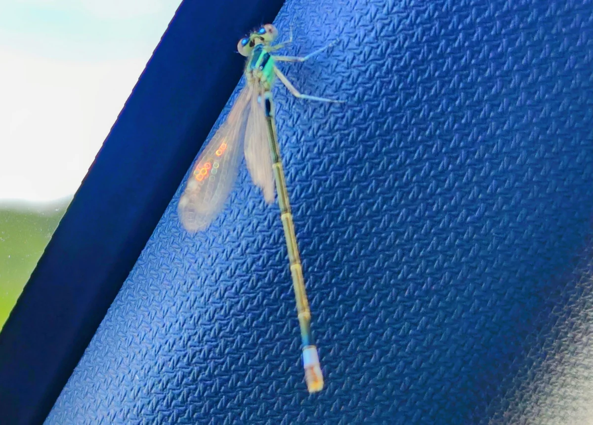 投稿写真：小さな小さなトンボ