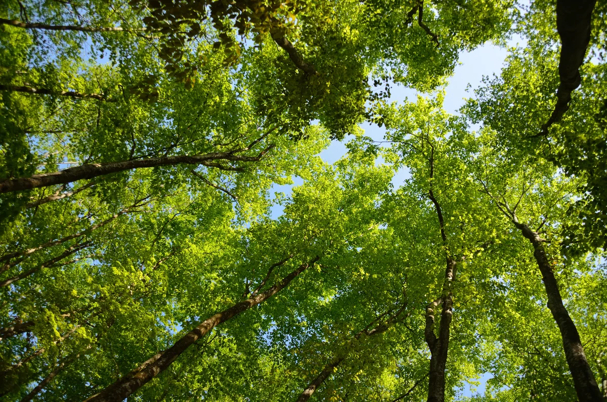 投稿写真：５月の緑