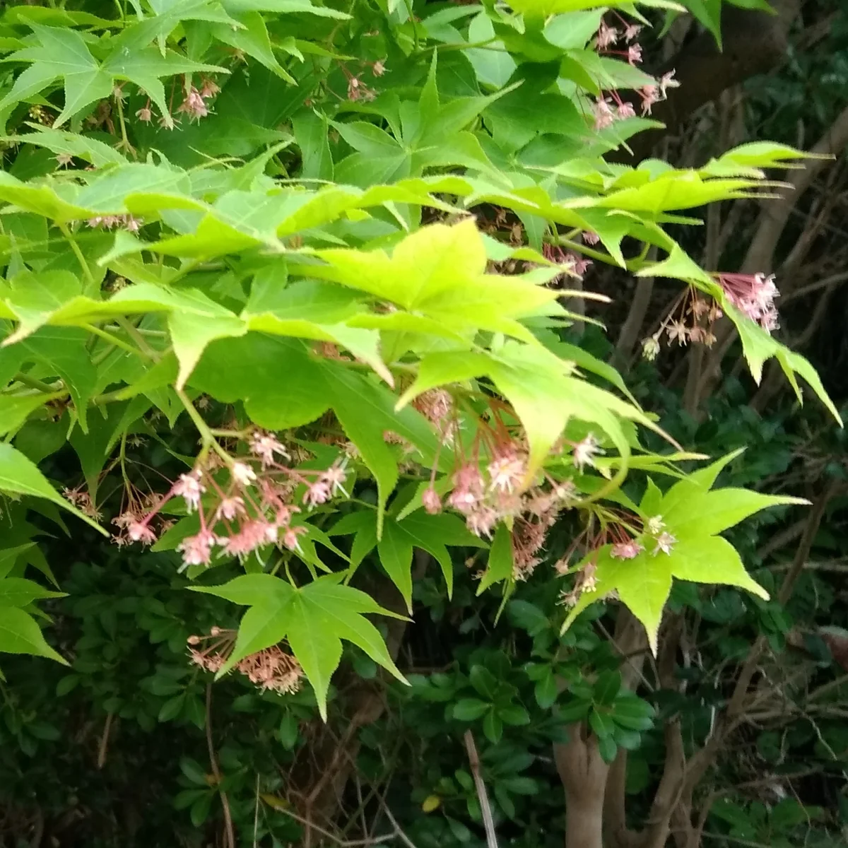投稿写真：カエデの花