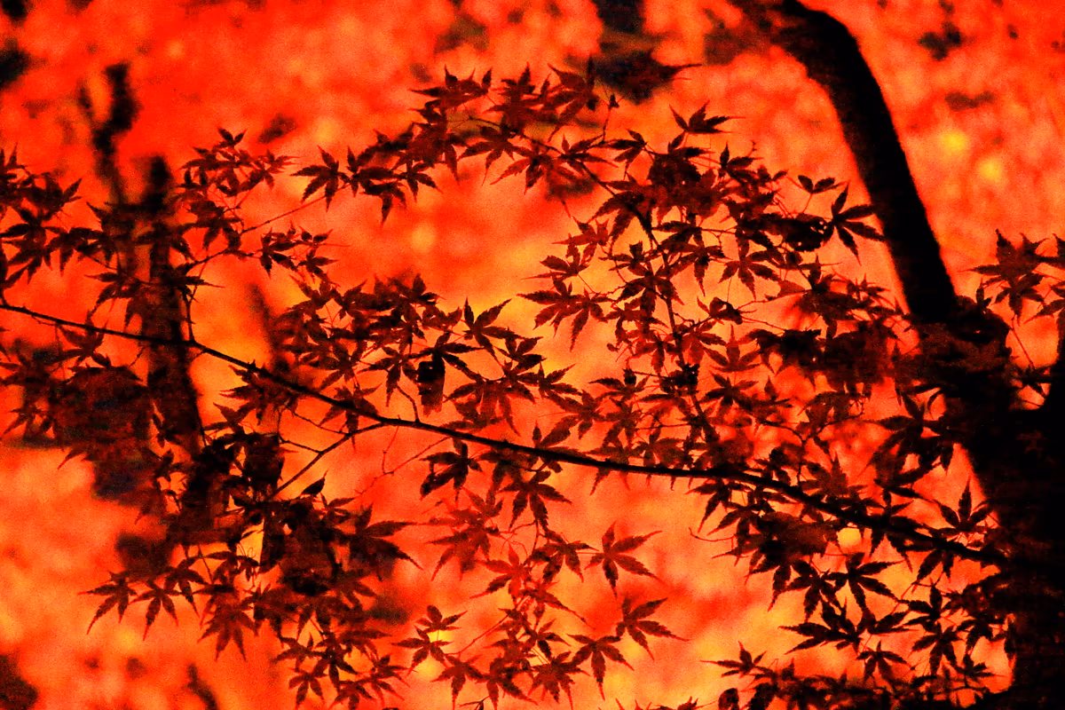 投稿写真：六義園の紅葉