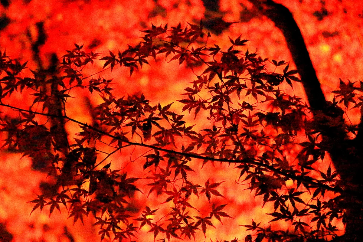投稿写真：六義園の紅葉