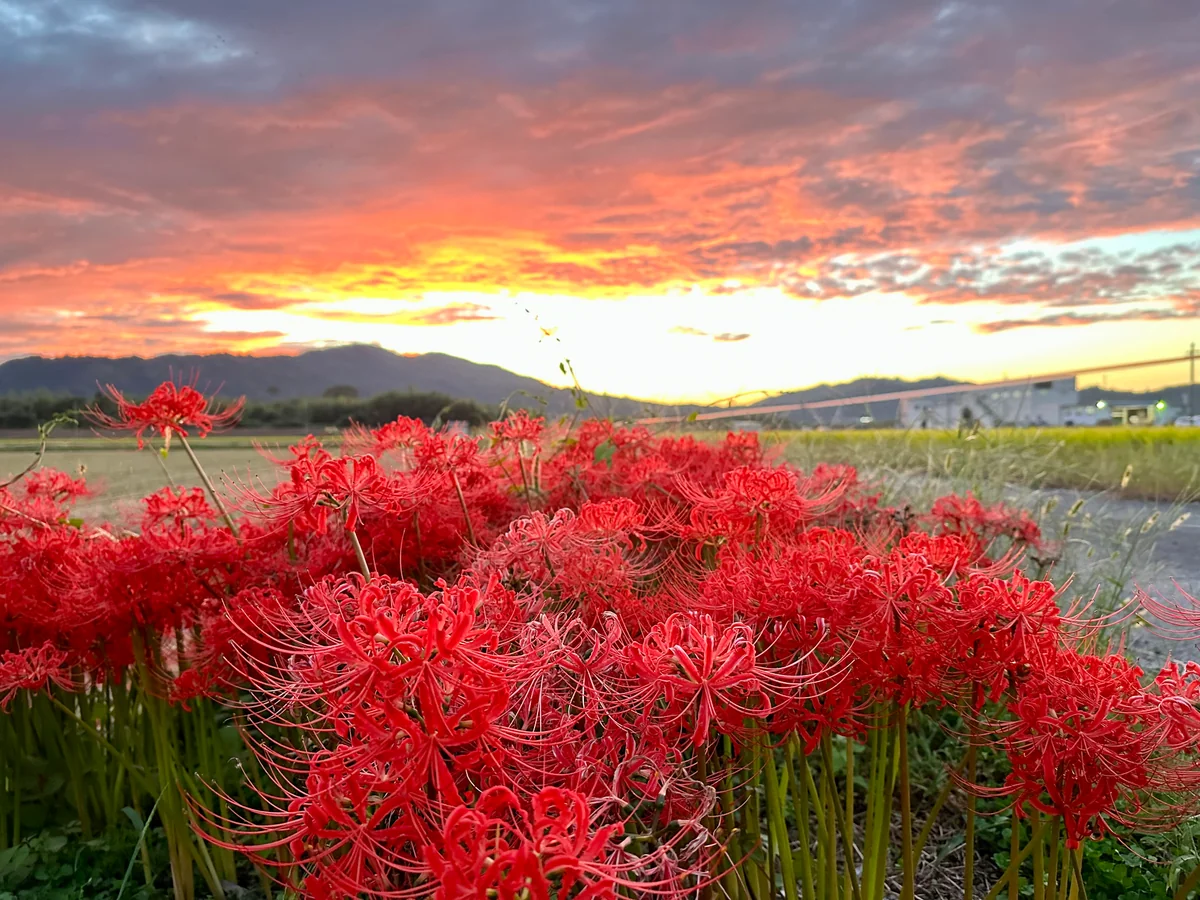 投稿写真：彼岸花、燃ゆ