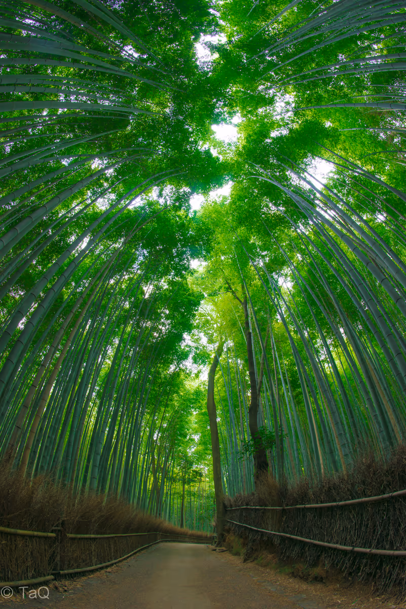 投稿写真：初夏の風吹き抜ける