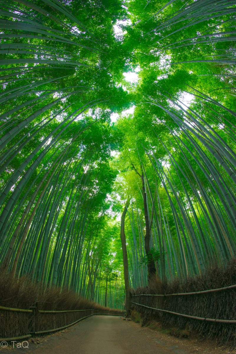 投稿写真：初夏の風吹き抜ける