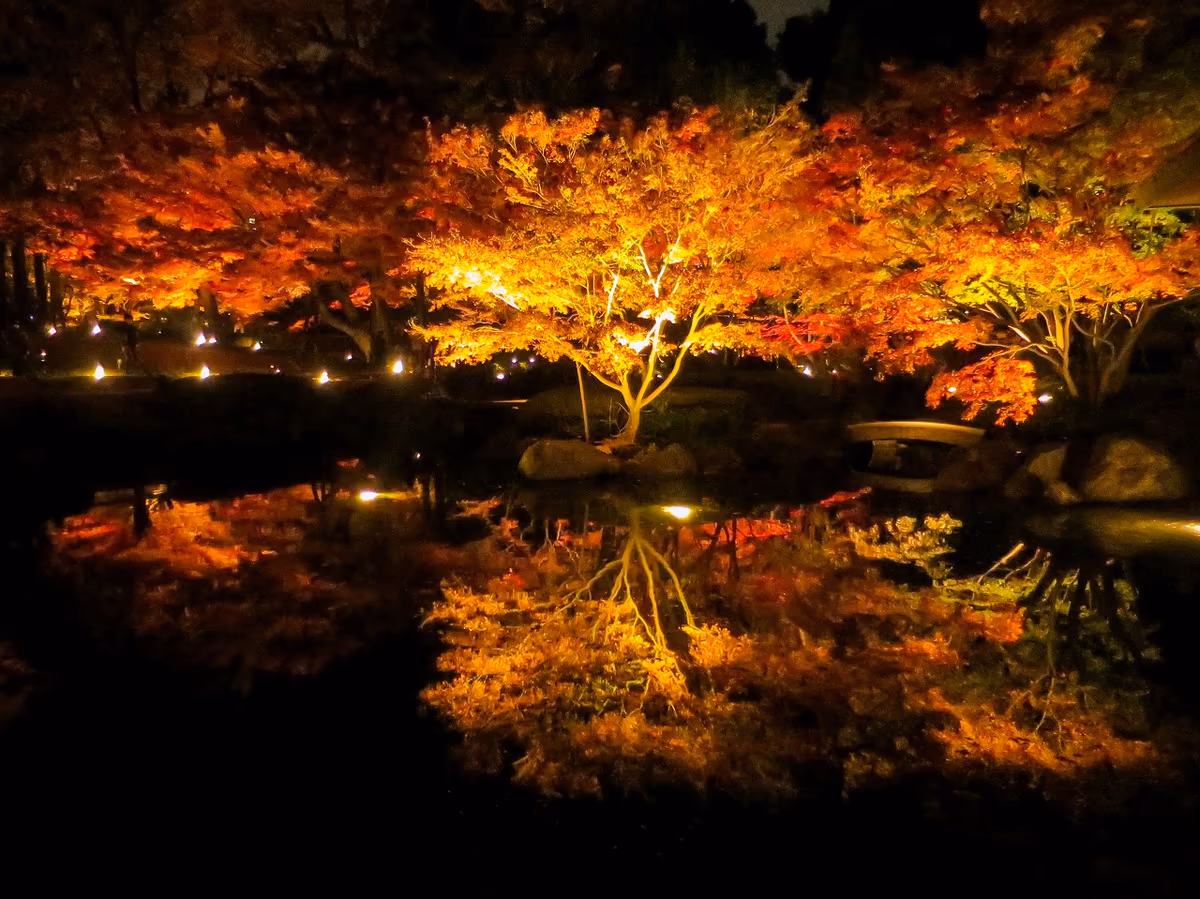 投稿写真：ライトアップされたモミジの紅葉のリフレクション