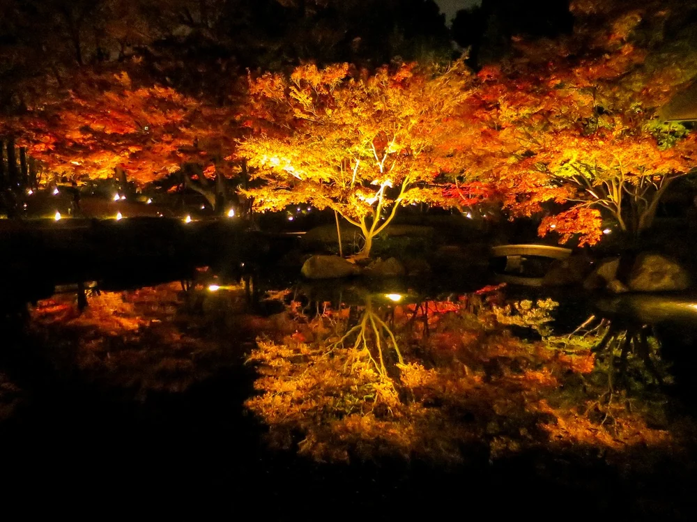 投稿写真：ライトアップされたモミジの紅葉のリフレクション