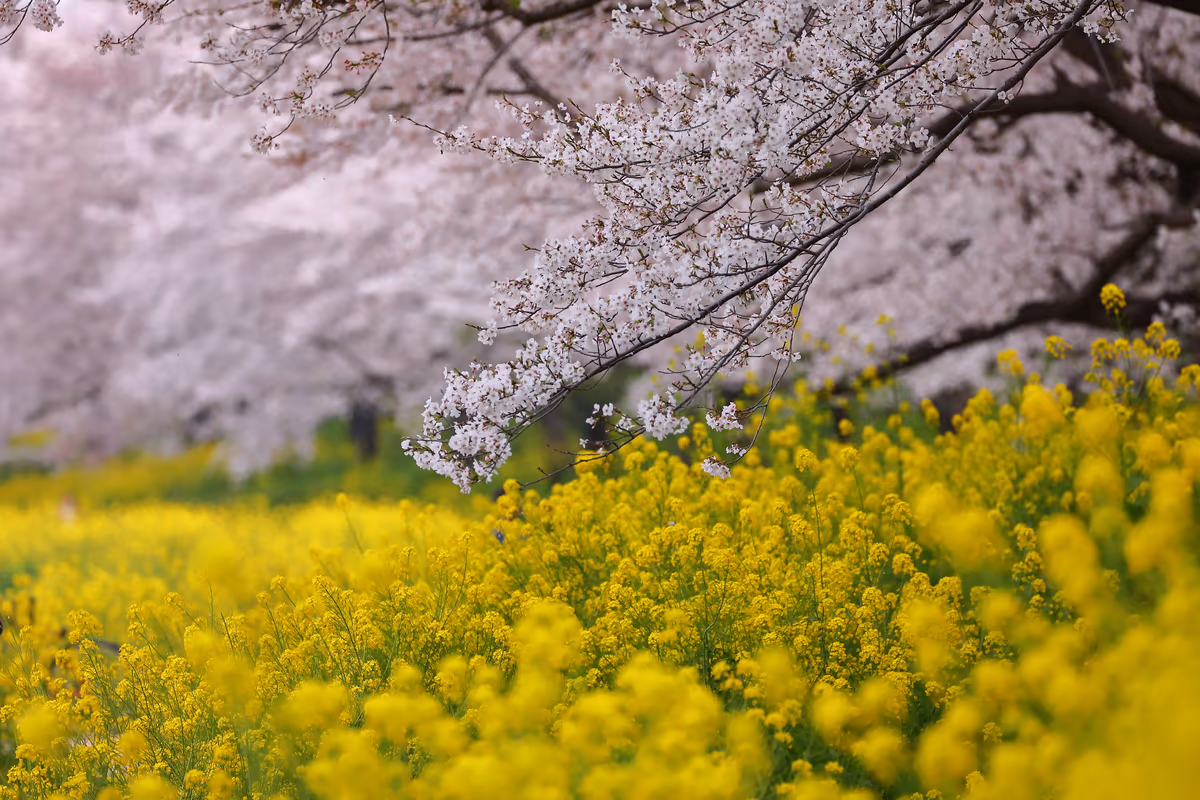 投稿写真：吉見さくら堤公園