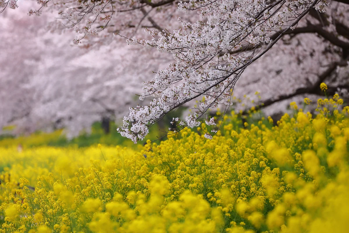 投稿写真：吉見さくら堤公園