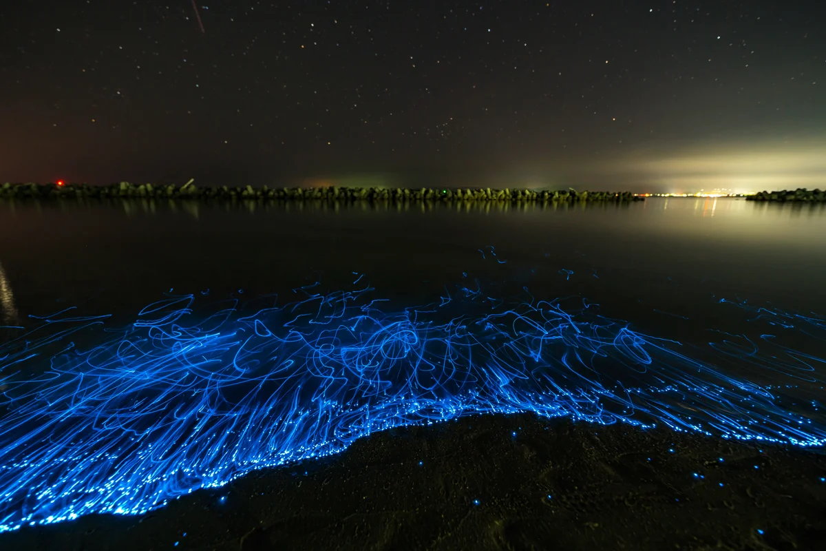 投稿写真：佐渡島のウミホタル